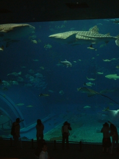 ��鳤��²�ۤε������